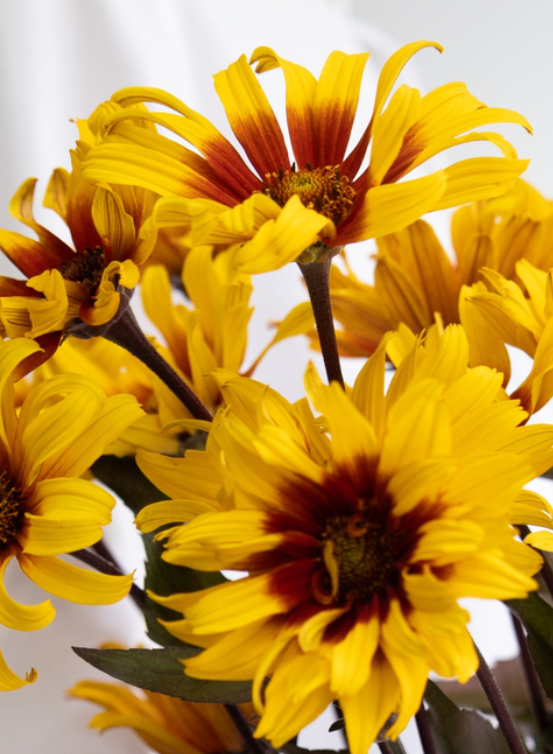 Helianthus debilis 'Burning Hearts' 25 Seeds