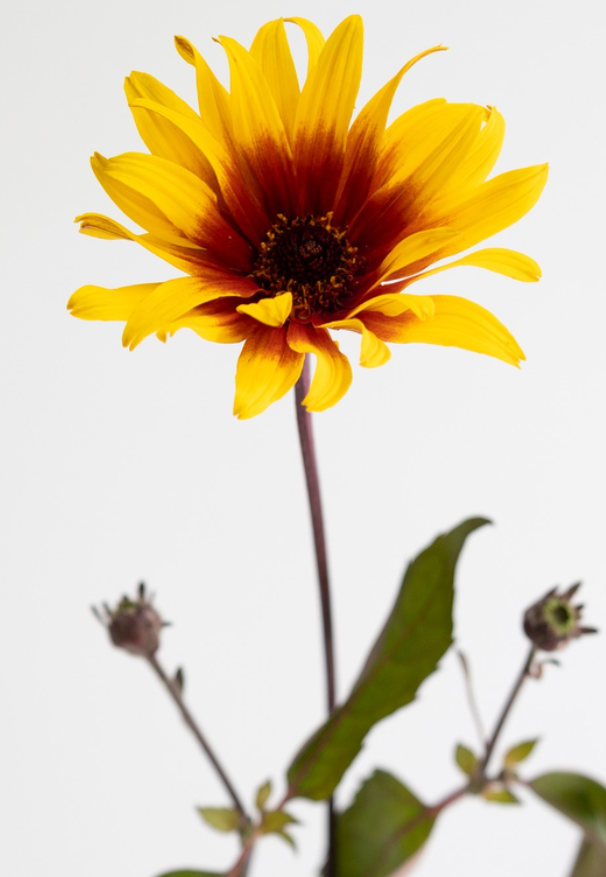 Helianthus debilis 'Burning Hearts' 25 Seeds
