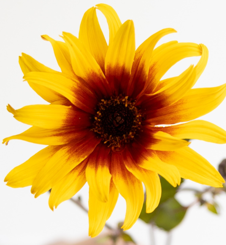 Helianthus debilis 'Burning Hearts' 25 Seeds