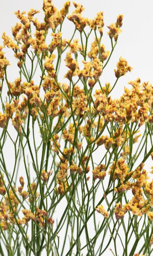 Limonium 'Golden' 100 Seeds