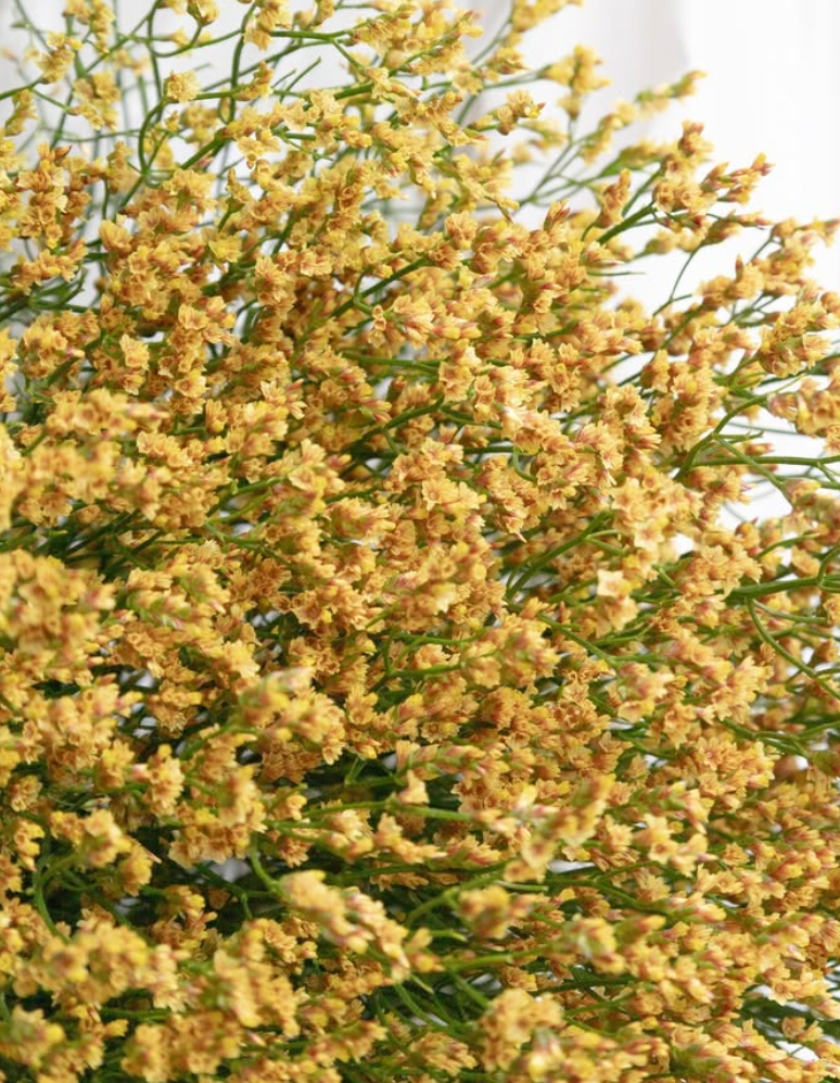 Limonium 'Golden' 100 Seeds