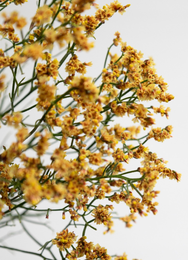Limonium 'Golden' 100 Seeds