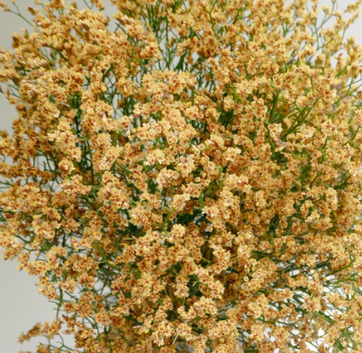 Limonium 'Golden' 100 Seeds