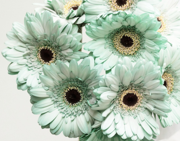 Gerbera 'Cheers green' 50 Seeds