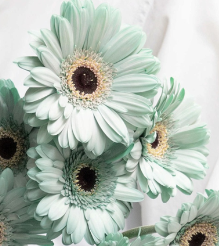Gerbera 'Cheers green' 50 Seeds
