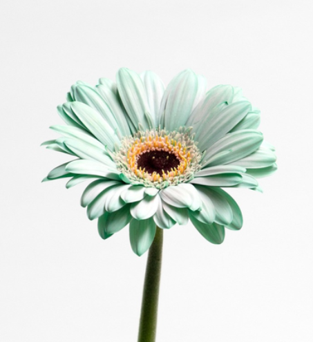 Gerbera 'Cheers green' 50 Seeds