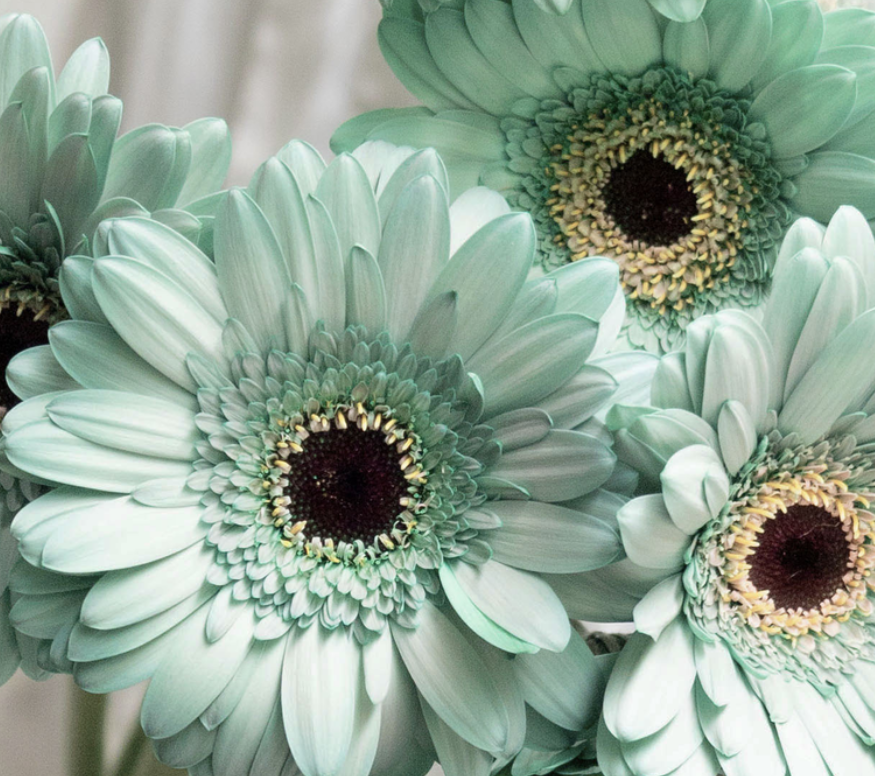 Gerbera 'Cheers green' 50 Seeds