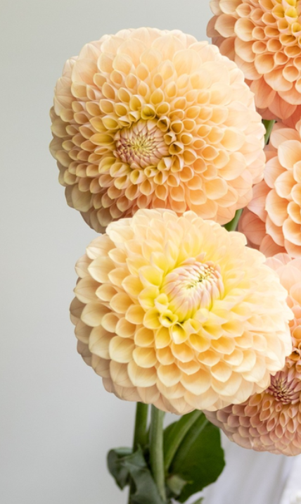 Dahlia 'Uraraka' 100 Seeds
