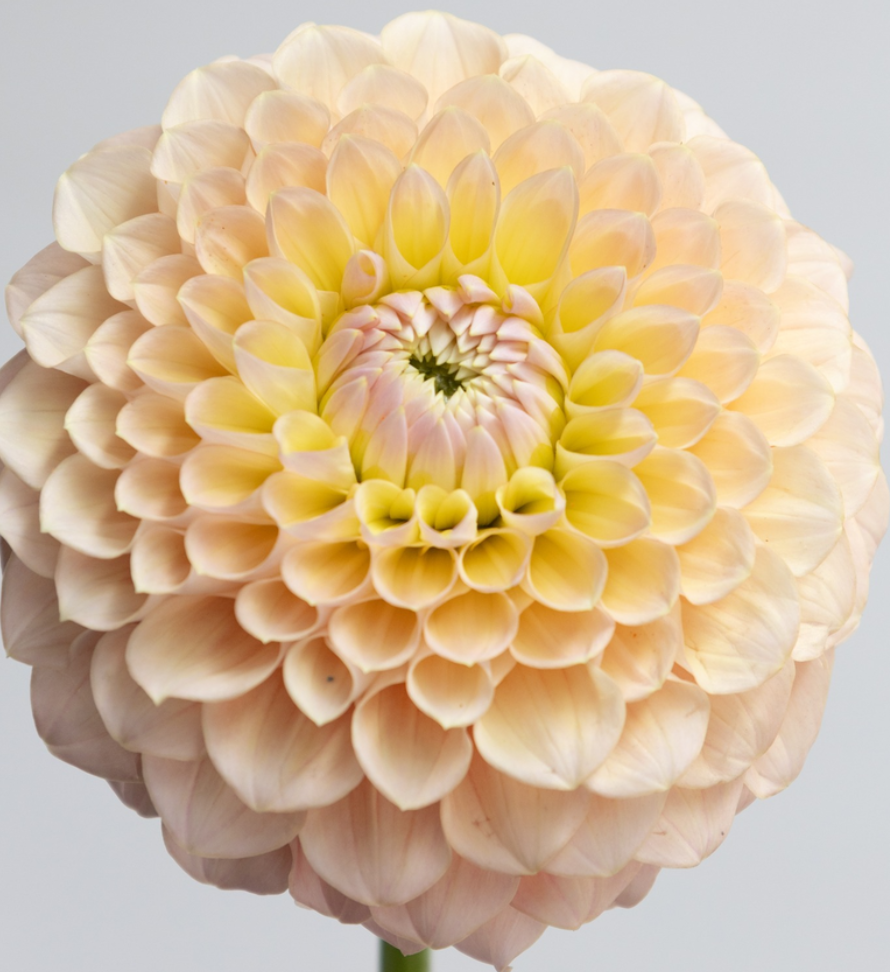 Dahlia 'Uraraka' 100 Seeds