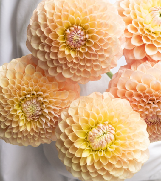 Dahlia 'Uraraka' 100 Seeds
