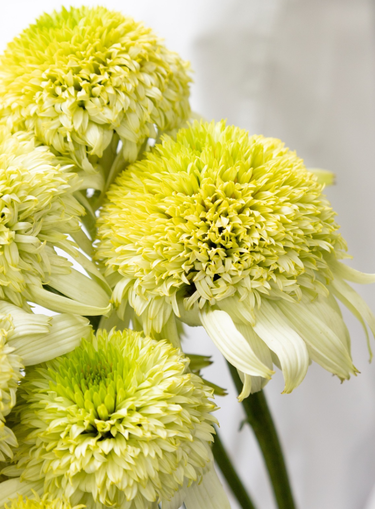 Echinacea 'Sakhalin' 30 Seeds