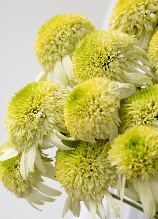 Echinacea 'Sakhalin' 30 Seeds
