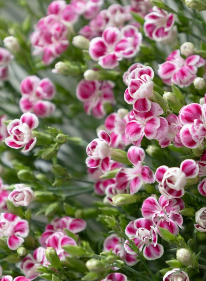 Dianthus 'Raffine Uzu' 100 Seeds