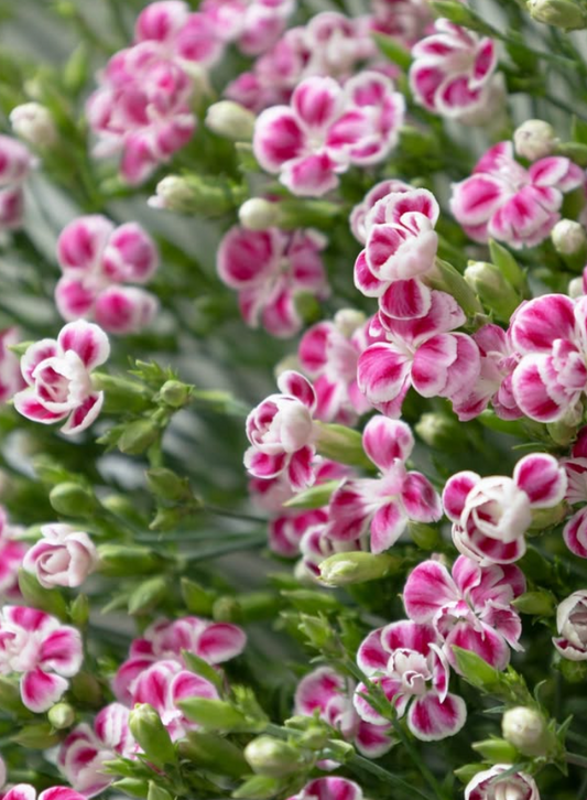 Dianthus 'Raffine Uzu' 100 Seeds