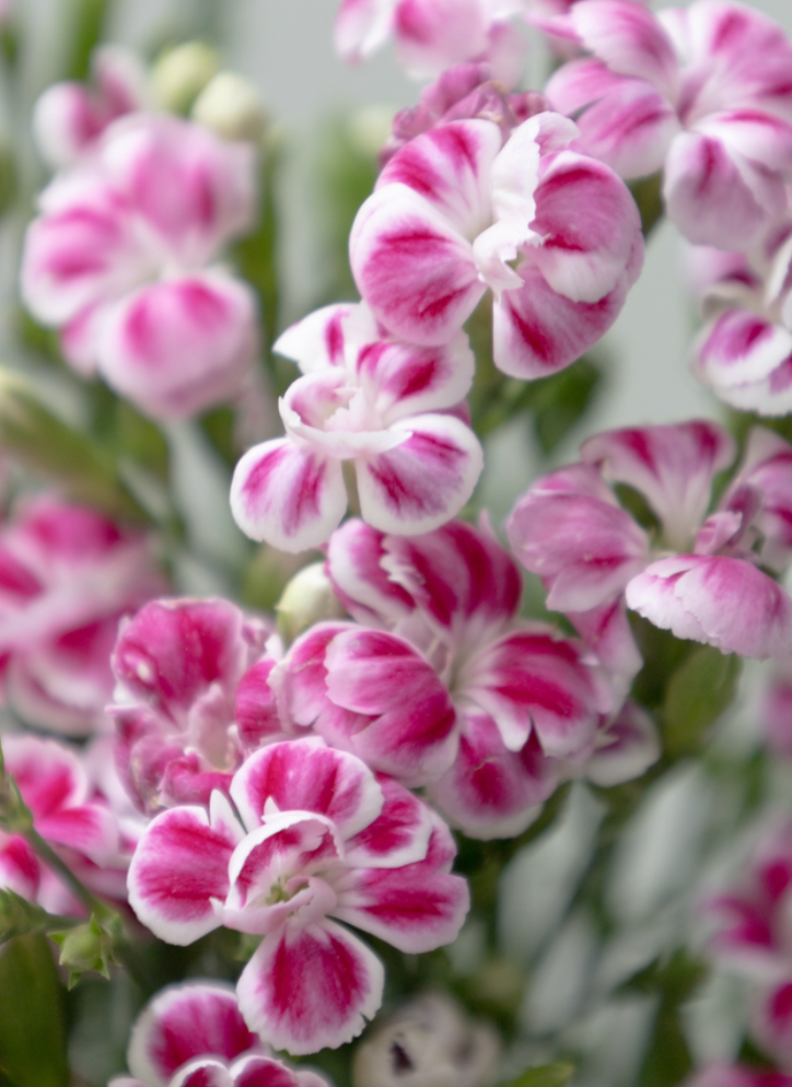 Dianthus 'Raffine Uzu' 100 Seeds