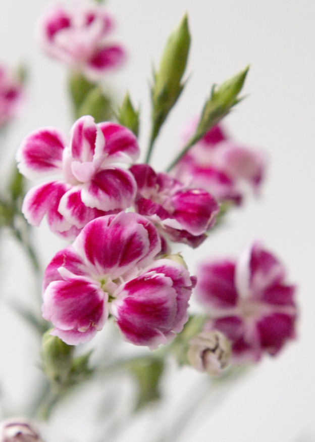 Dianthus 'Raffine Uzu' 100 Seeds