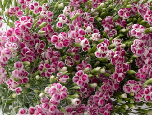 Dianthus 'Raffine Uzu' 100 Seeds