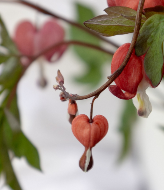 Dicentra spectabilis "Valentine" 5 Seeds
