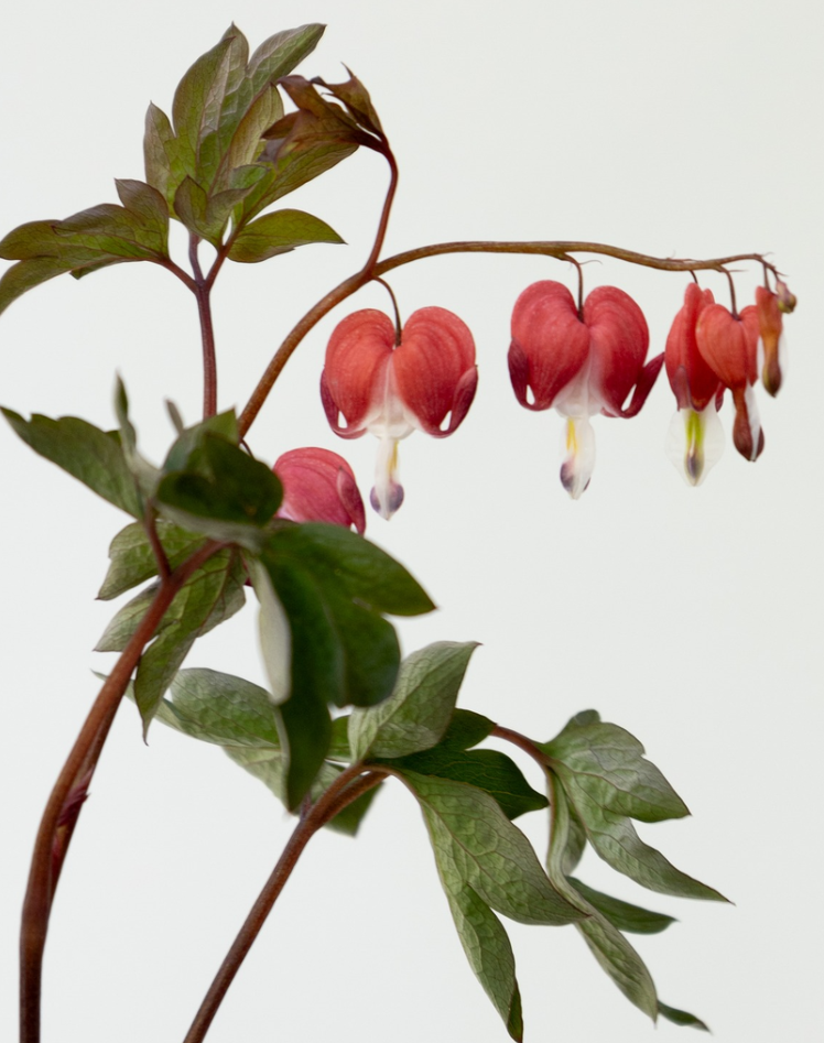 Dicentra spectabilis "Valentine" 5 Seeds