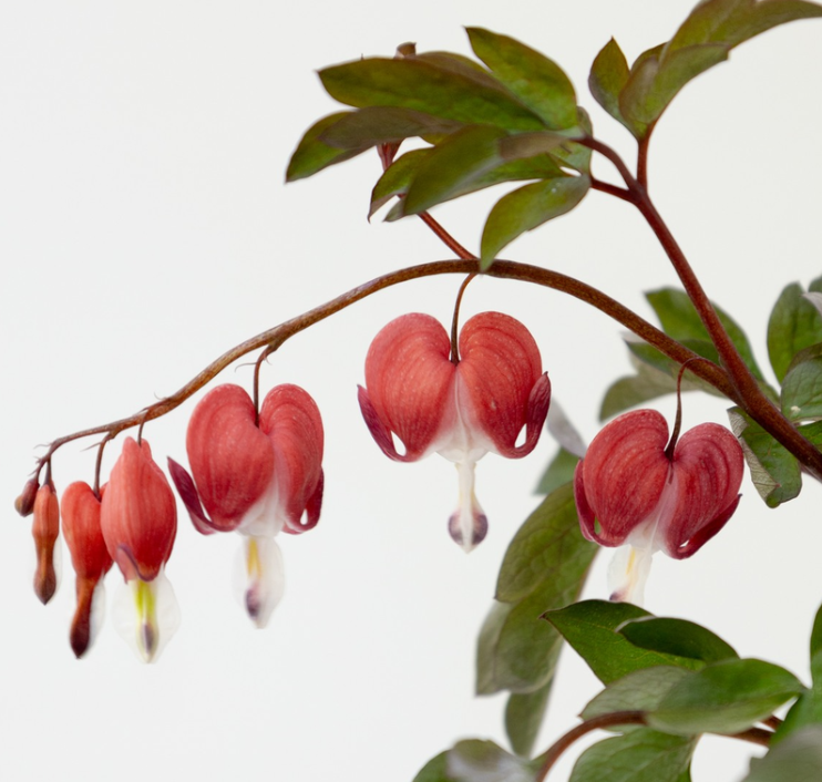 Dicentra spectabilis "Valentine" 5 Seeds