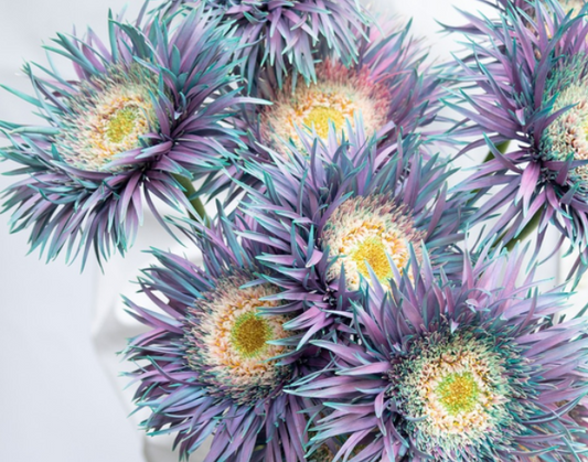 Gerbera ’’Peacock mint’ 50 Seeds