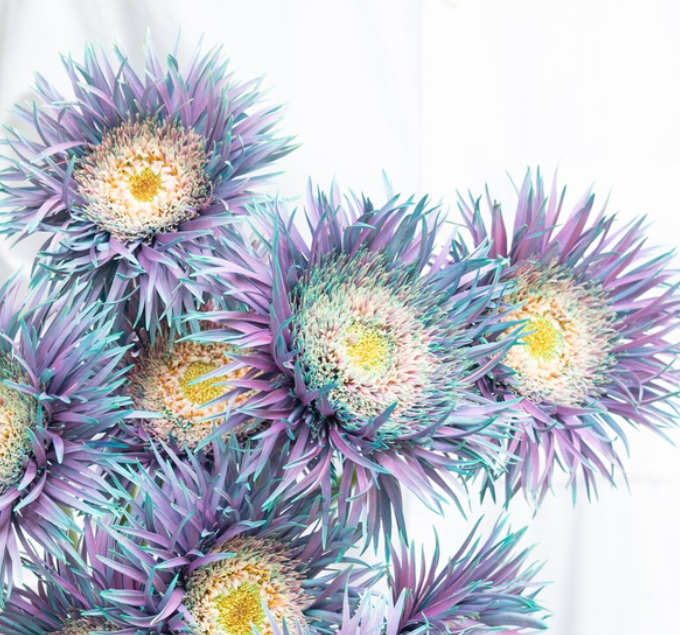 Gerbera ’’Peacock mint’ 50 Seeds