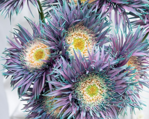 Gerbera ’’Peacock mint’ 50 Seeds