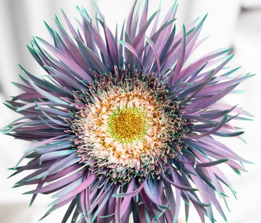 Gerbera ’’Peacock mint’ 50 Seeds