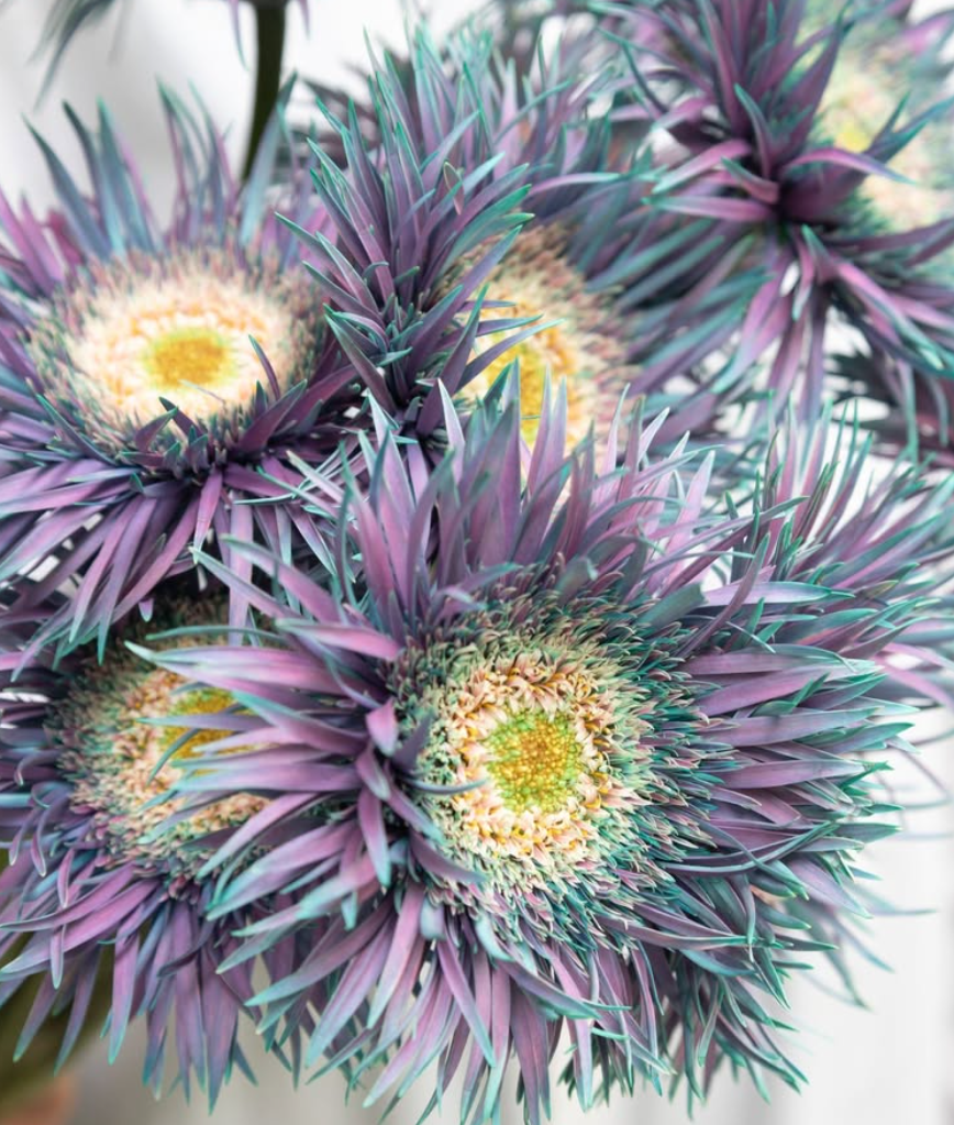 Gerbera ’’Peacock mint’ 50 Seeds
