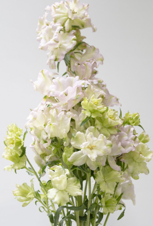 Campanula 'Evergreen-Rose' 50 Seeds
