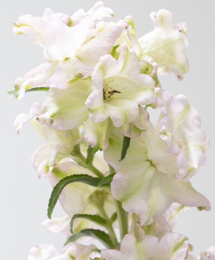 Campanula 'Evergreen-Rose' 50 Seeds