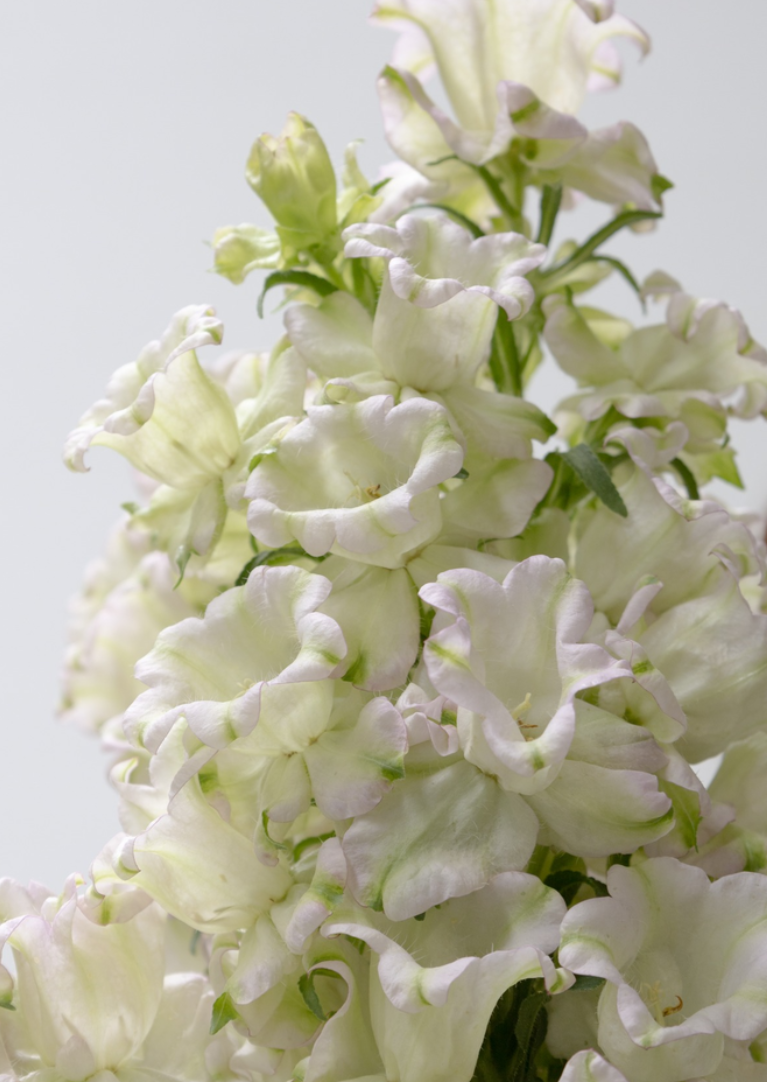 Campanula 'Evergreen-Rose' 50 Seeds