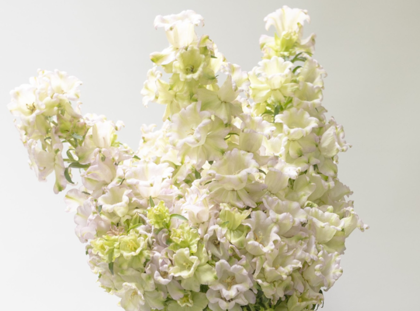Campanula 'Evergreen-Rose' 50 Seeds
