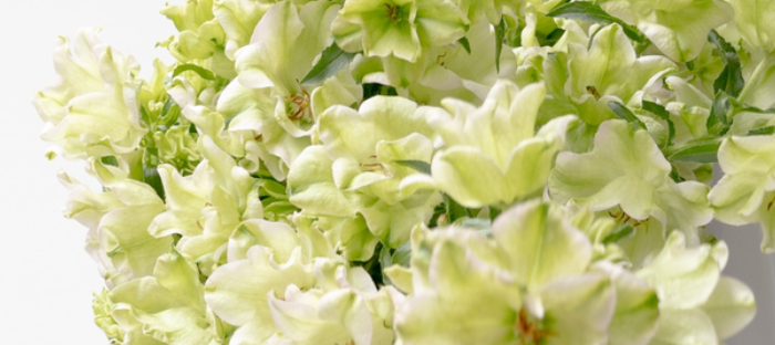 Campanula 'Evergreen-Pink Blush' 50 Seeds