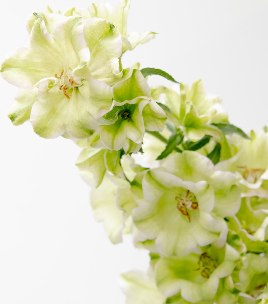 Campanula 'Evergreen-Pink Blush' 50 Seeds
