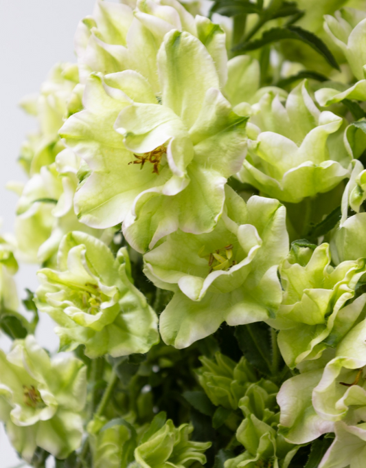 Campanula 'Evergreen-Pink Blush' 50 Seeds