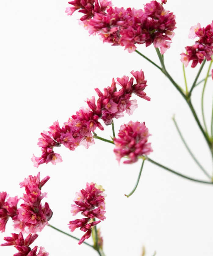 Limonium 'Red hairpin' 100 Seeds