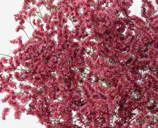 Limonium 'Red hairpin' 100 Seeds
