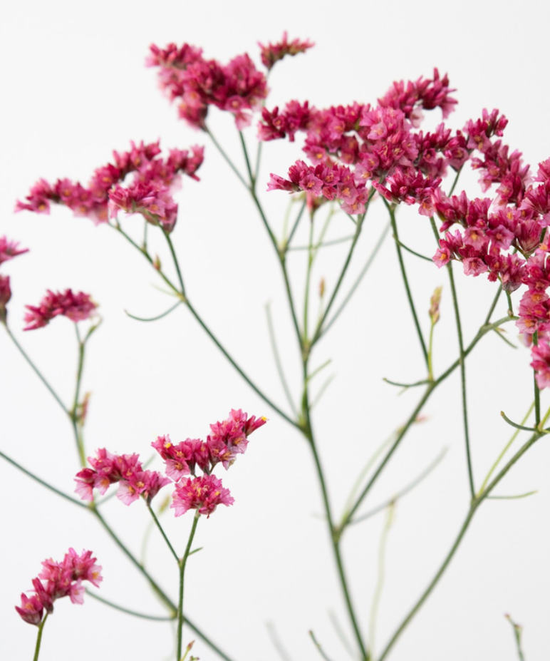 Limonium 'Red hairpin' 100 Seeds