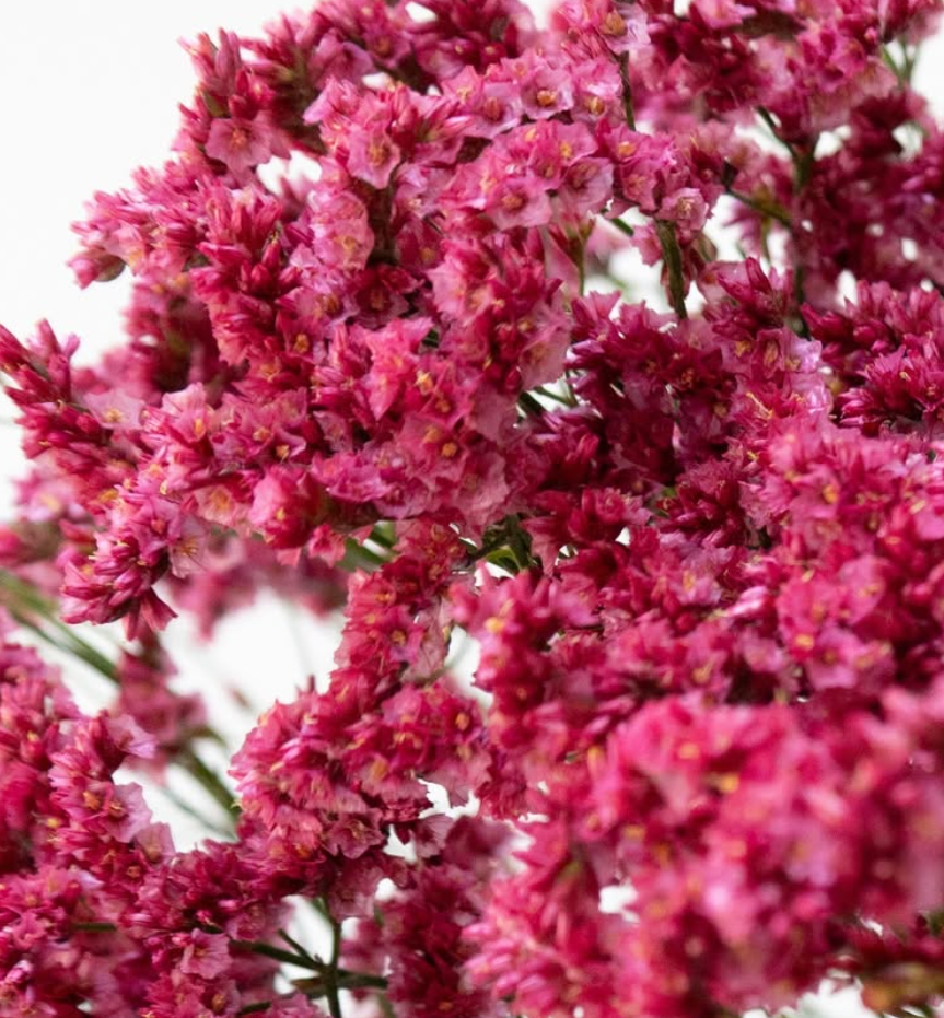 Limonium 'Red hairpin' 100 Seeds
