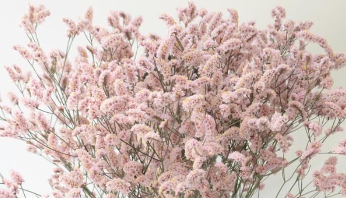 Limonium 'Fair maiden' 100 Seeds