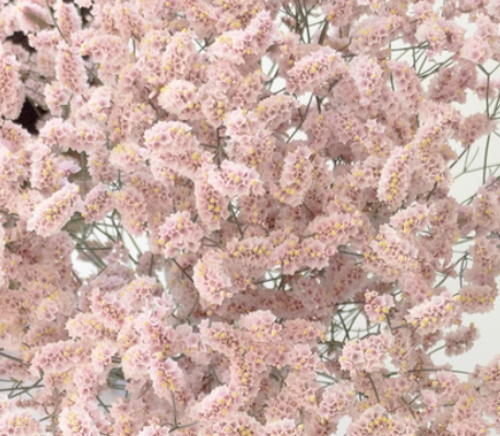 Limonium 'Fair maiden' 100 Seeds