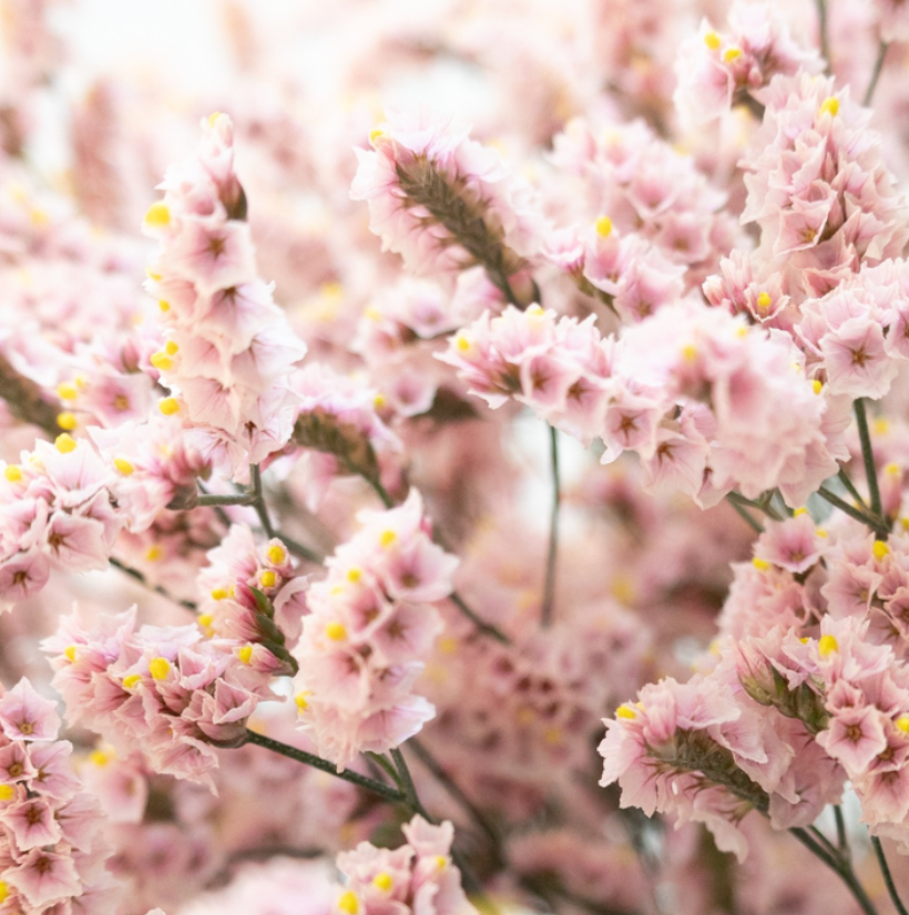 Limonium 'Fair maiden' 100 Seeds