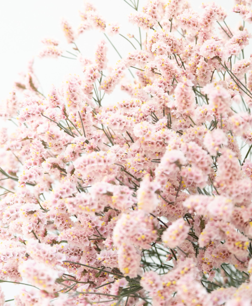 Limonium 'Fair maiden' 100 Seeds