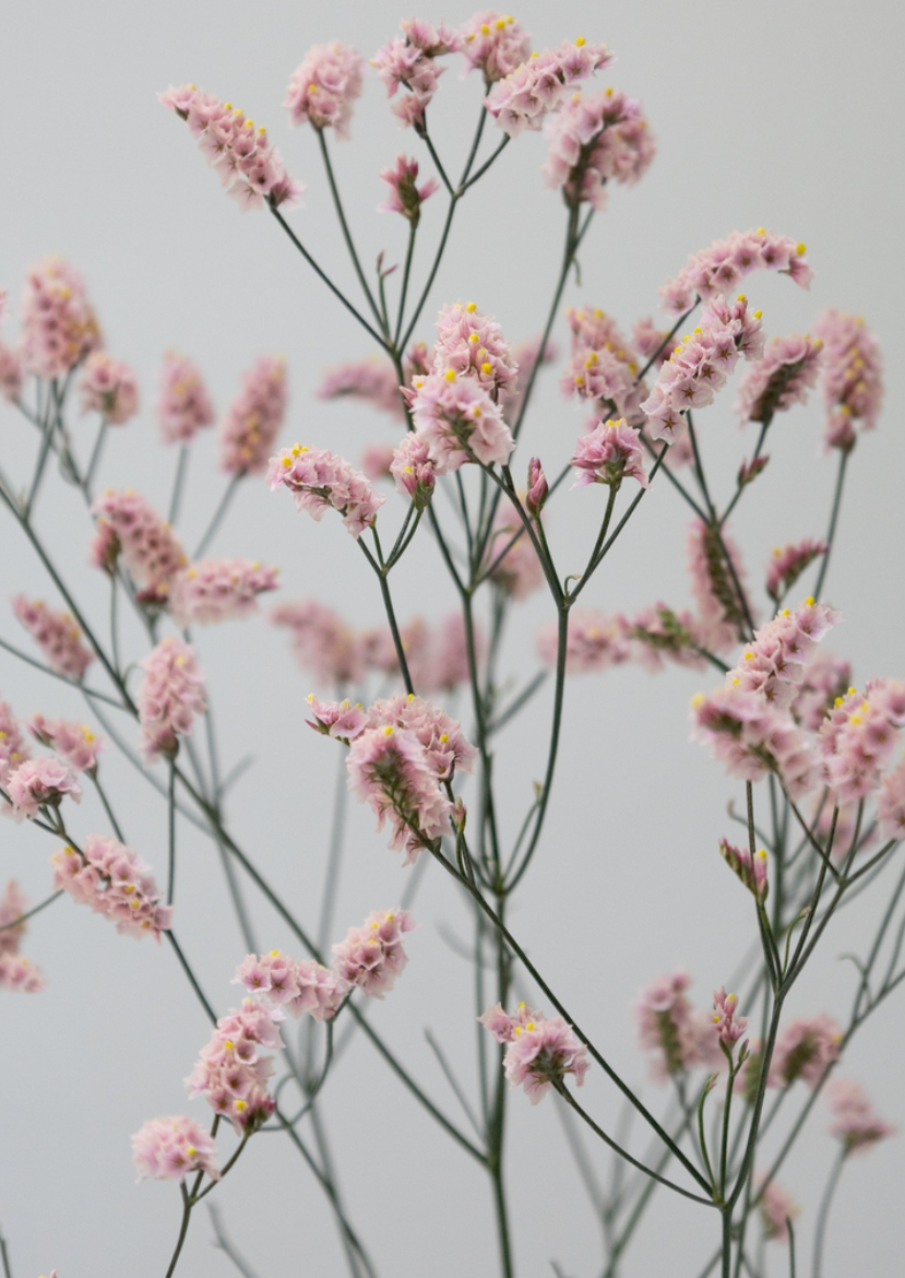 Limonium 'Fair maiden' 100 Seeds