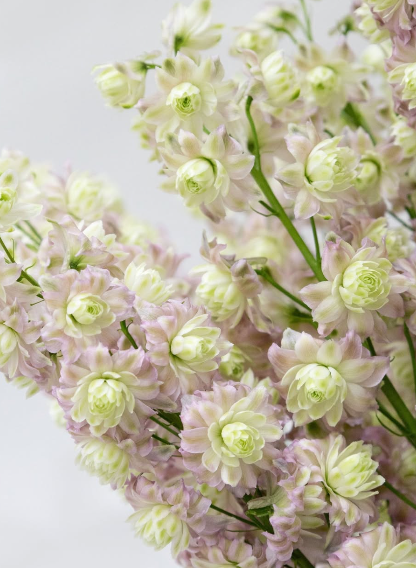 Delphinium Highlander ’Mystery Sensation' 80 Seeds