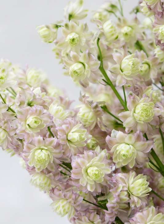 Delphinium Highlander ’Mystery Sensation' 80 Seeds