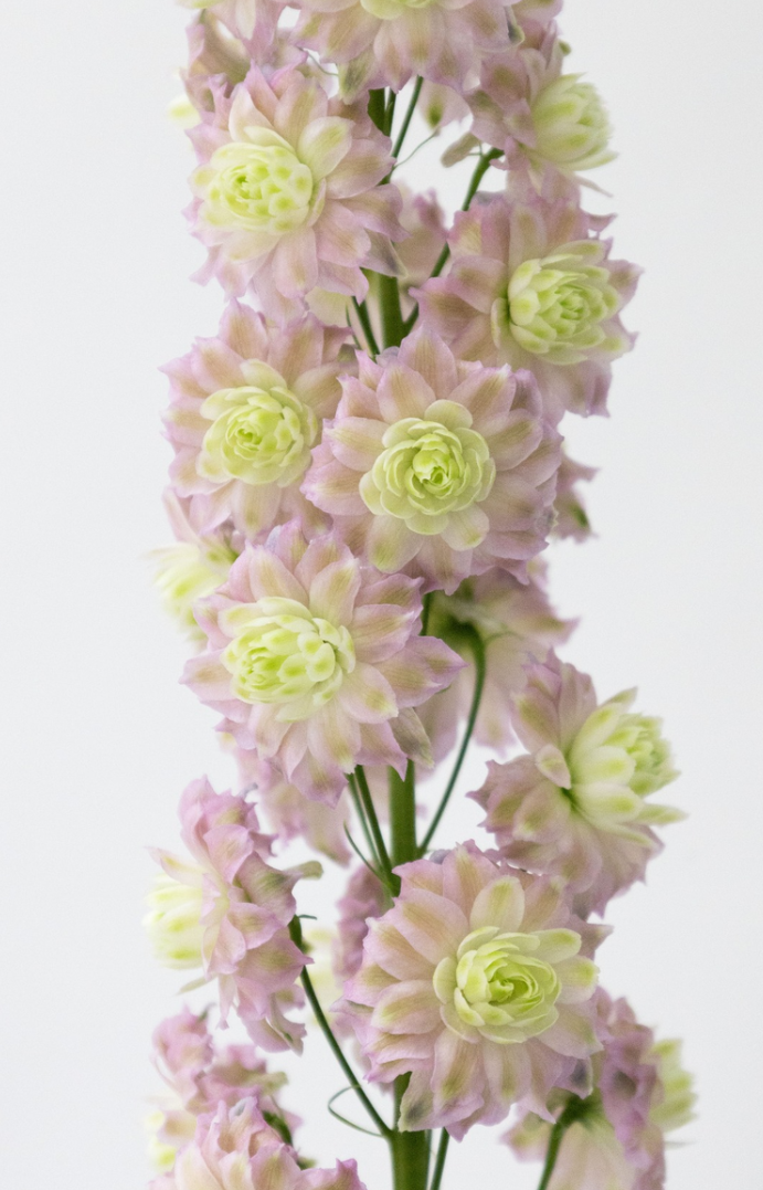 Delphinium Highlander ’Mystery Sensation' 80 Seeds