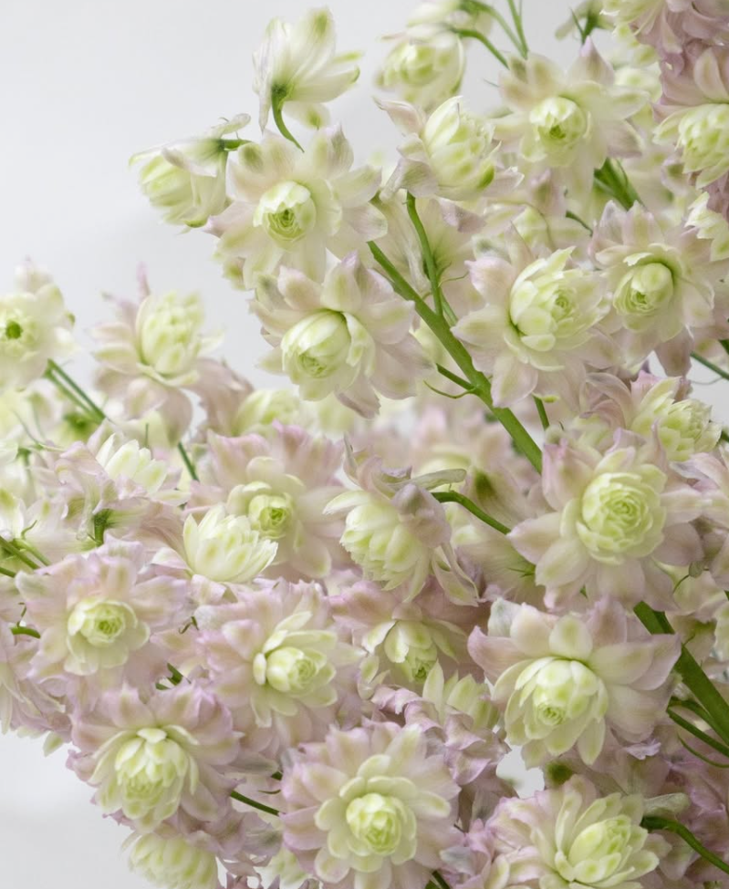 Delphinium Highlander ’Mystery Sensation' 80 Seeds