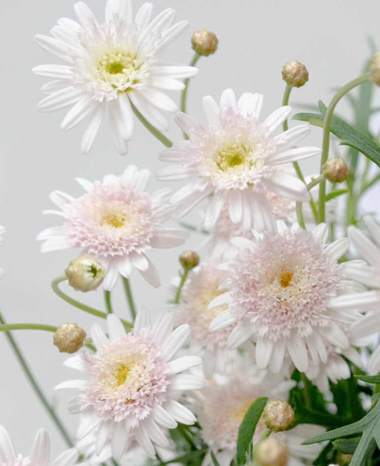 Argyranthemum frutescens 'Sugar Strawberry' 30 Seeds